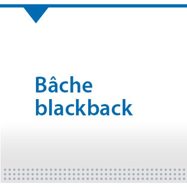 Bache blackback